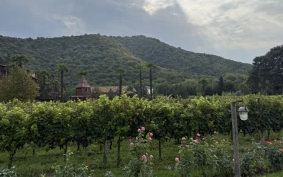 8,000 Years Young: The Georgian Wines Reshaping Texas Lists